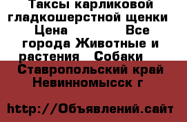 Таксы карликовой гладкошерстной щенки › Цена ­ 20 000 - Все города Животные и растения » Собаки   . Ставропольский край,Невинномысск г.